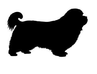 Lhasa apso in silhollouette vector image white baclground.