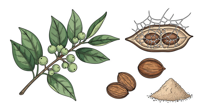 Exploring the Wonders of Soapnut: A Natural Cleanser with Diverse Applications for Clean Living