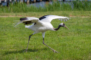 The red-crowned cranes flying in the Momoge National Nature Reserve, Jilin Province, China.