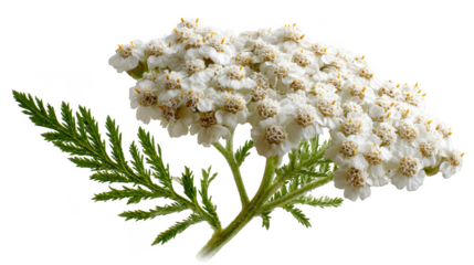 Yarrow flower isolated on transparent background