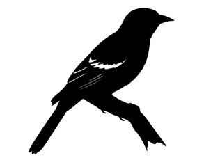 Vector image of Oilbird in silhollouette vector image white baclground.