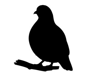 Partridge in silhollouette vector image white baclground side views.