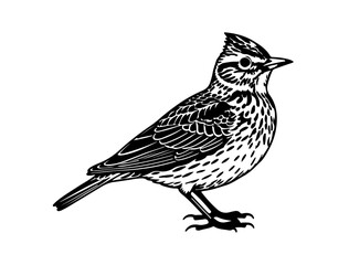 Vector image of Roadrunner in silhollouette image white baclground.