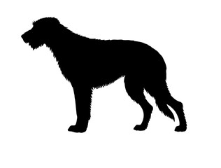 Irish water spaniel  in silhollouette vector image.