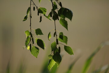 meadows, fields, Kociewie region, Poland, Pomerania, fauna and flora, flowers
