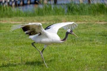The red-crowned cranes flying in the Momoge National Nature Reserve, Jilin Province, China.