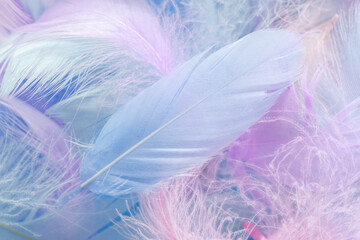 Closeup view of colorful feathers. Angelic pastel background