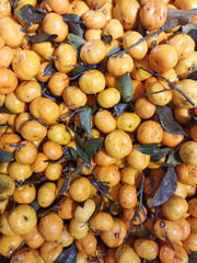 Freshly Harvested Indonesian Mandarin Oranges with Leaves