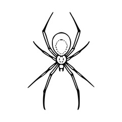 Halloween spider illustration