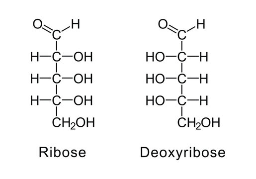 Chemical Structure Ribose Deoxyribose Formula
