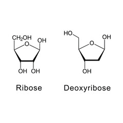 Chemical Structure Ribose Deoxyribose