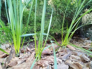 Green plants grow in outdoor garden