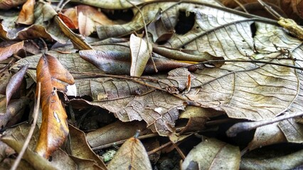 A natural collage of dried and fresh leaves scattered on the forest floor, capturing the quiet...