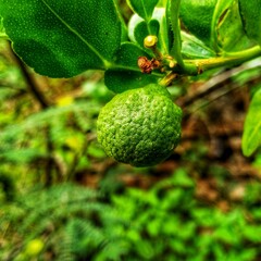Kaffir lime fruit hanging on a branch, surrounded by vibrant green leaves, showcasing its bumpy...