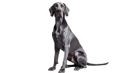 A majestic great dane sits attentively against a black backdrop on transparent background png
