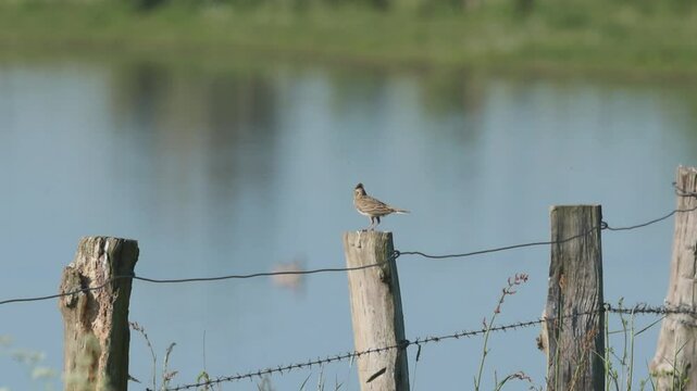 a chirping skylark on a fence, a yellow skylark on a fence post, a brown bird with a cap observes everything around it, an insect flies around, Alauda arvensis