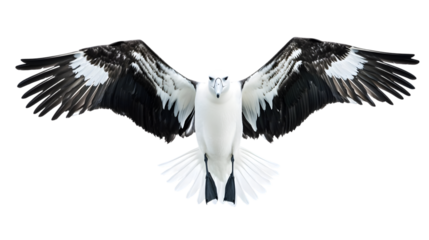 A white bird with black and white wings spread wide open view on transparent background png