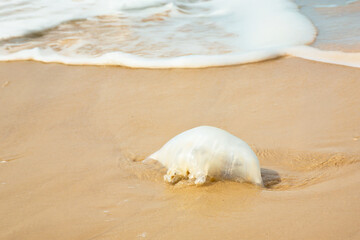 A gelatinous non-venomous jellyfish washed up on wet sand by a sea wave. © Tanya Keisha