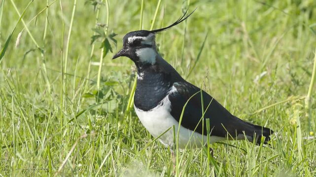 a lapwing hides between grasses and flowers, lapwing walks through the tall grass between flowers, lapwing stops and listens in the flower meadow, Vanellus vanellus