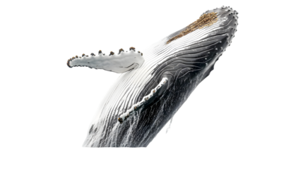 Humpback whale breaching the water surface with visible barnacles on transparent background png