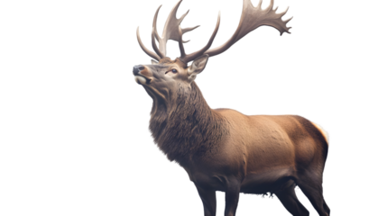 A large stag with prominent antlers standing against  on transparent background png