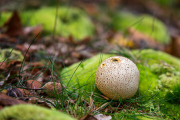 Common earthball fungus, Scleroderma citrinum, side view, in the New Forest, Hampshire, UK. Poisonous and often confused with a puffball. The surface is starting to rupture to release spores.