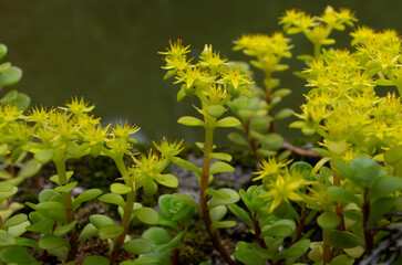 マルバマンネングサの鮮やかな黄色い花のクローズアップ写真｜夏に咲く多肉植物の可憐な横顔｜Close-up Photo of Vibrant Yellow Flower of Broadleaf Stonecrop Succulent Blooming in Summer