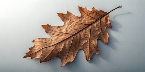 Autumn oak leaf fall season brown leaf nature background image