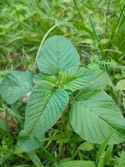green leaves in the garden