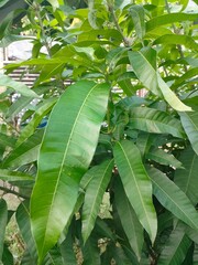green leaves in the garden