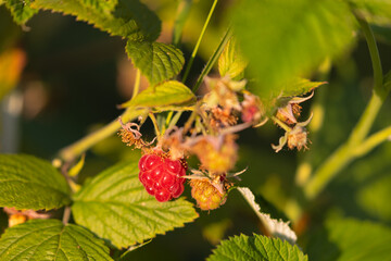 Close-up of Ripe Rubus idaeus – Wild Raspberry Fruits