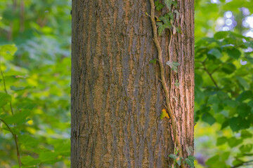 Linden Tree Bark in a Forest Setting
