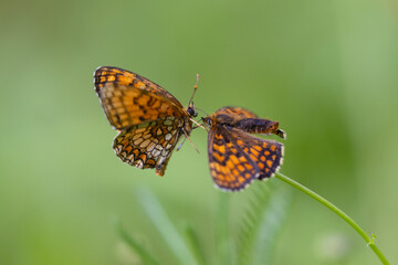 Mating Behavior of Heath Fritillary Butterflies (Melitaea athalia) on a Plant Stem