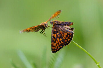 Mating Behavior of Heath Fritillary Butterflies (Melitaea athalia) on a Plant Stem