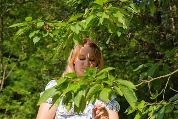 Young Woman Picking Cherries into a Wicker Basket from a Tree