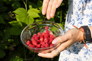 Woman Picking Raspberries into a Glass Bowl in the Garden