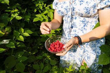Woman Picking Raspberries into a Glass Bowl in the Garden