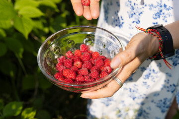 Woman Picking Raspberries into a Glass Bowl in the Garden