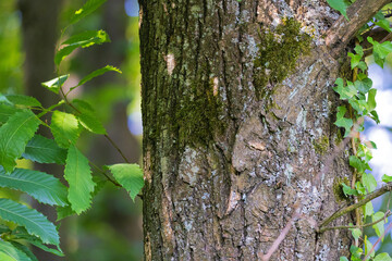 Sweet Chestnut Tree (Castanea sativa) in the Forest