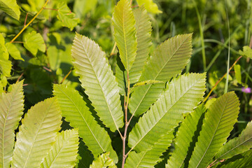 Leaf of the Sweet Chestnut Tree (Castanea sativa)