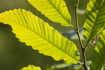 Leaf of the Sweet Chestnut Tree (Castanea sativa)