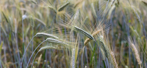 Golden wheat field with soft focus background during harvest season - cereal crop agriculture...