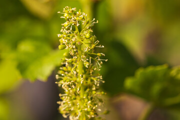 Close-Up of Wine Grapes flowers 
