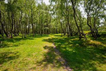 Narrow footpath meanders through the silver birch in Bole Hill Quarry., Hope, Derbyshire.