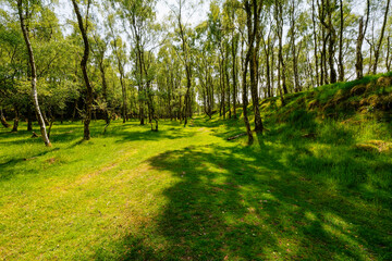 Among the silver birch trees growing in the disused Bole Hill Quarry, Derbyshire.