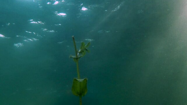 Submerged Sunbeams