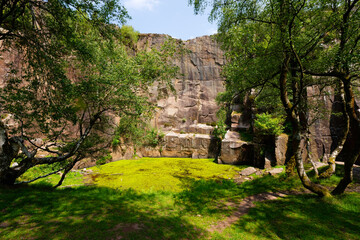 Silver birch trees and algae covered pond near the rock face in Bole Hill Quarry.