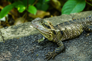 close up lizard - Lesueurii 