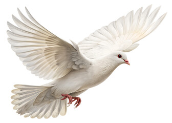 Obraz premium White Dove Symbol of Peace and Freedom Flight