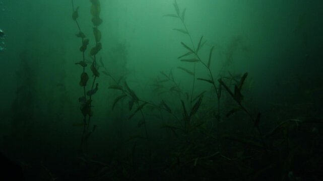 Submerged Sunbeams